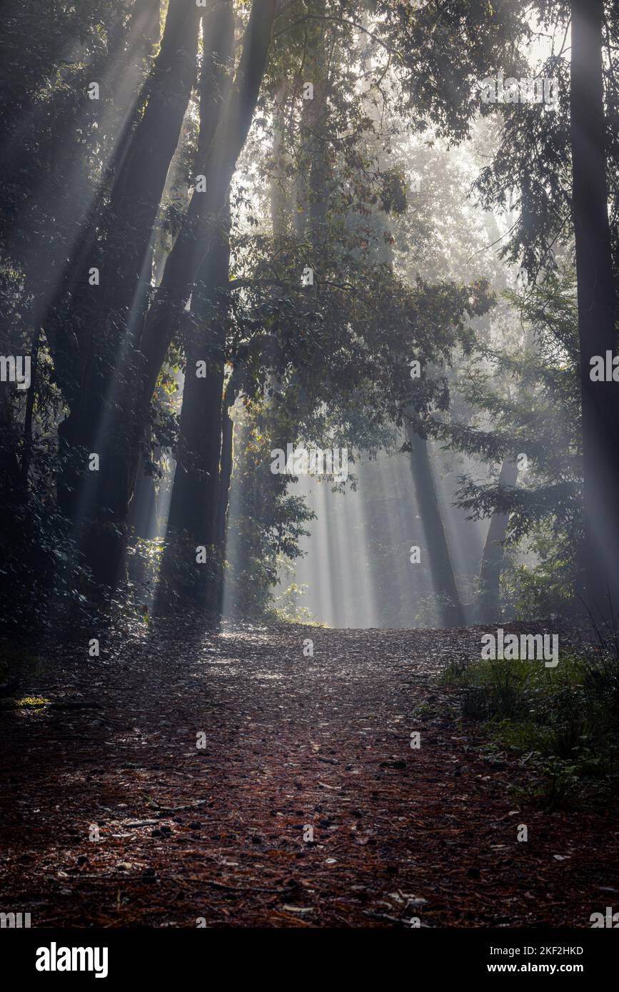 Una passeggiata attraverso la foresta di sequoie Foto Stock