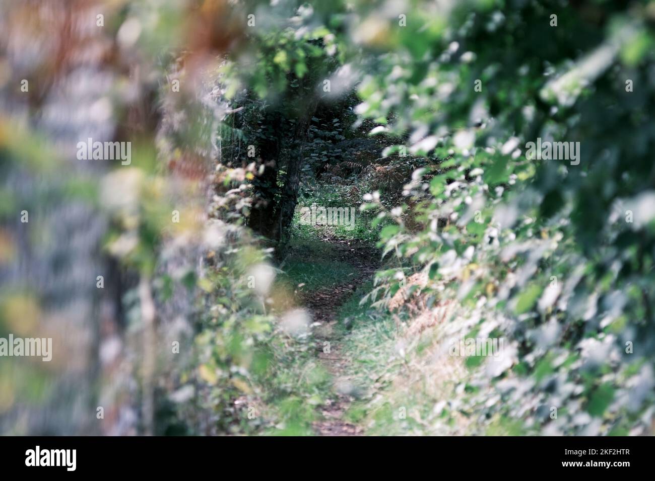 Vista attraverso il percorso della foresta. Luce attraverso gli alberi. Esplora le montagne del Galles. Passeggiate nella valle gallese. Camminare il cane nel bosco. Foto Stock