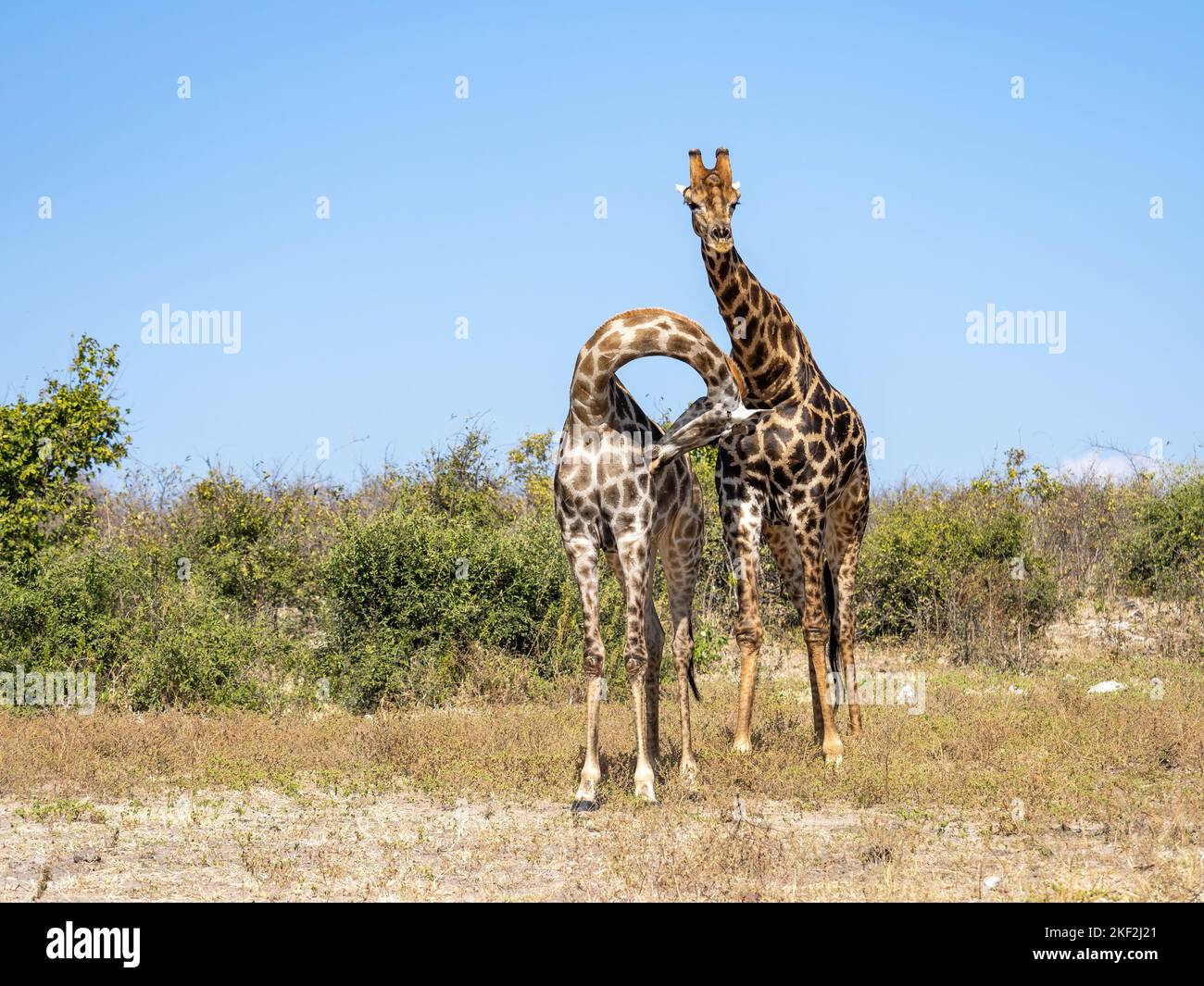 Un paio di Giraffe meridionali (Giraffa giraffa), noto anche come Giraffe a due corna nel Parco Nazionale di Chobe, Botswana Foto Stock