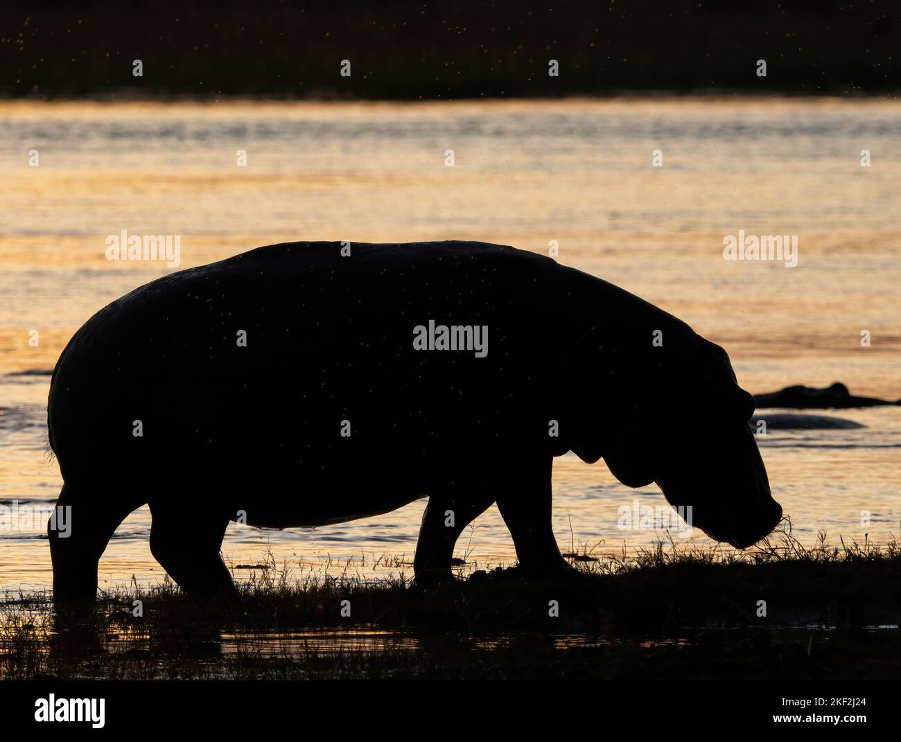 Un Hippopotamus si ritira al fiume Chobe in Botswana all'alba dopo una notte mangiando erba. Foto Stock