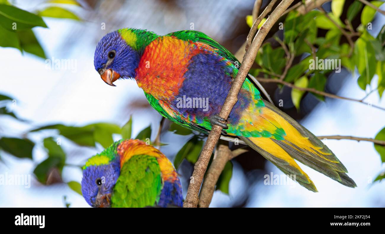 Loriini è una tribù di pappagalli arborei di piccole e medie dimensioni, caratterizzati dalle loro lingue specializzate con punta a pennello per l'alimentazione su nettare di varie Foto Stock