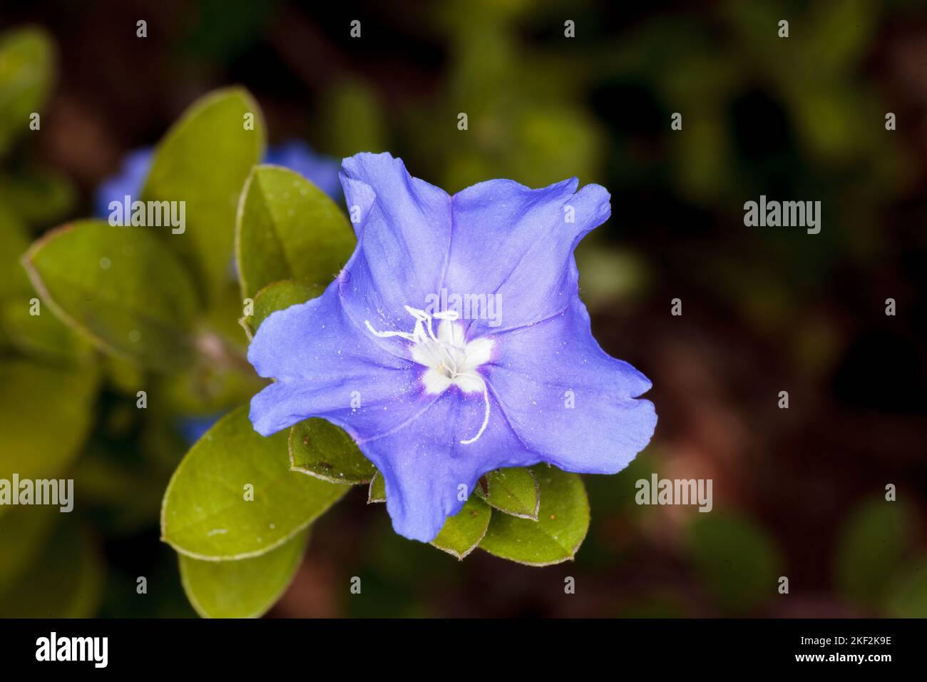 Convolvulaceae, conosciuta comunemente come l'erbaccia o la famiglia di gloria mattutina, per lo più viti erbacee, ma anche alberi, arbusti ed erbe, e anche Foto Stock