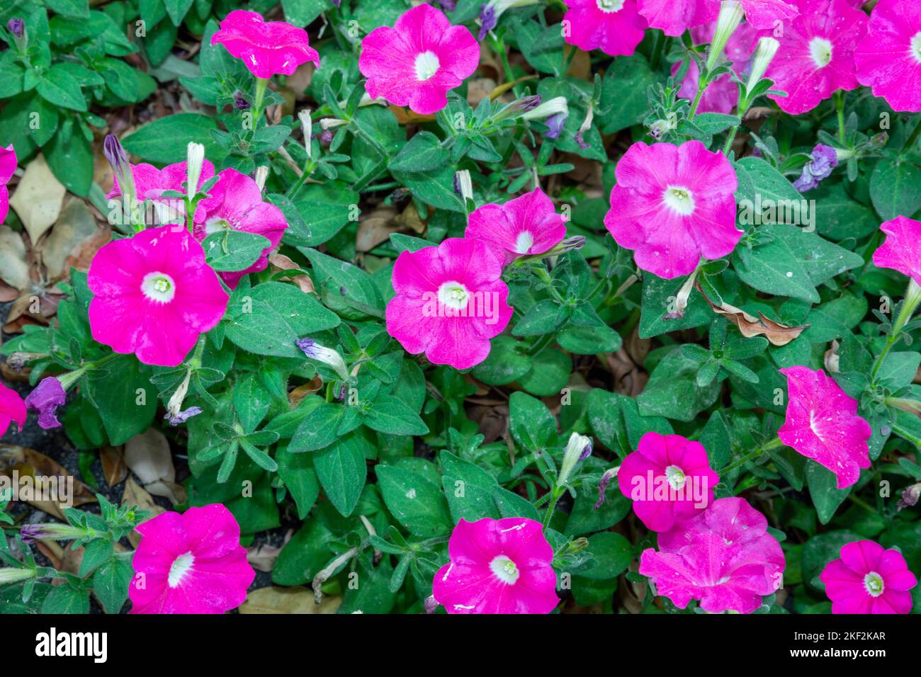 Convolvulaceae, conosciuta comunemente come l'erbaccia o la famiglia di gloria mattutina, per lo più viti erbacee, ma anche alberi, arbusti ed erbe, e anche Foto Stock