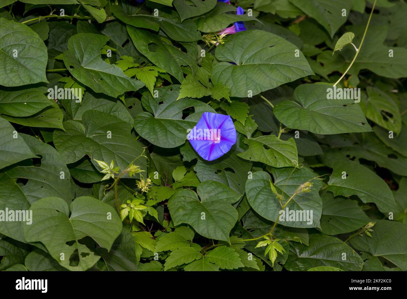Convolvulaceae, conosciuta comunemente come l'erbaccia o la famiglia di gloria mattutina, per lo più viti erbacee, ma anche alberi, arbusti ed erbe, e anche Foto Stock