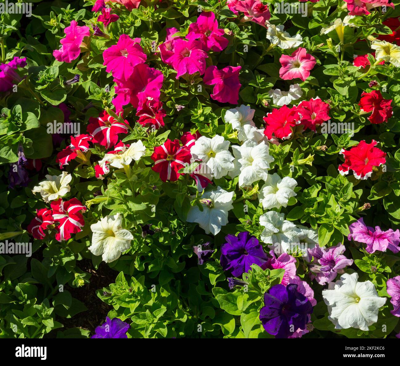 Convolvulaceae, conosciuta comunemente come l'erbaccia o la famiglia di gloria mattutina, per lo più viti erbacee, ma anche alberi, arbusti ed erbe, e anche Foto Stock