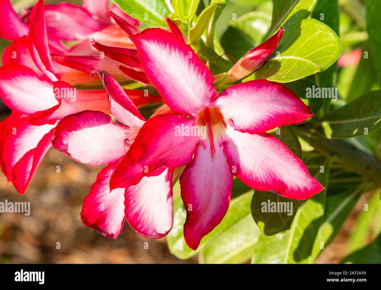 Adenium obesum è una specie velenosa di piante da fiore appartenente alla tribù Nerieae della sottofamiglia Apocynoideae della famiglia dogbane, molto lenta Foto Stock