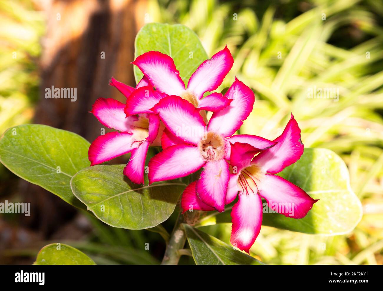 Adenium obesum è una specie velenosa di piante da fiore appartenente alla tribù Nerieae della sottofamiglia Apocynoideae della famiglia dogbane, molto lenta Foto Stock