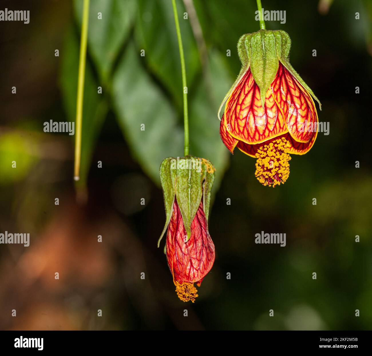 L'Abutilon pictum è una specie di pianta fiorita della famiglia Malvaceae, originaria del Brasile meridionale, dell'Argentina, del Paraguay e dell'Uruguay. È edibl Foto Stock