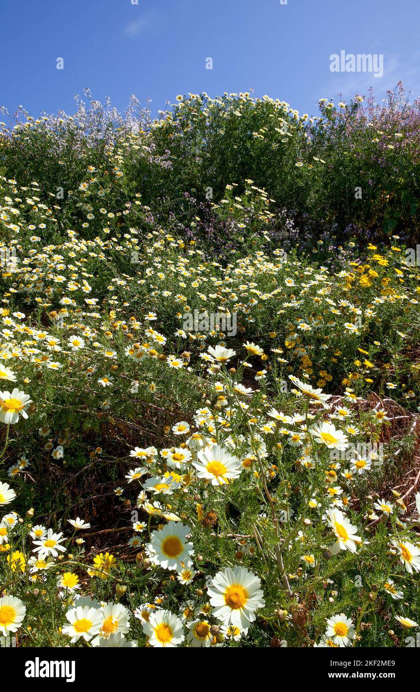 Campo di margherite e fiori selvatici in California USA Foto Stock