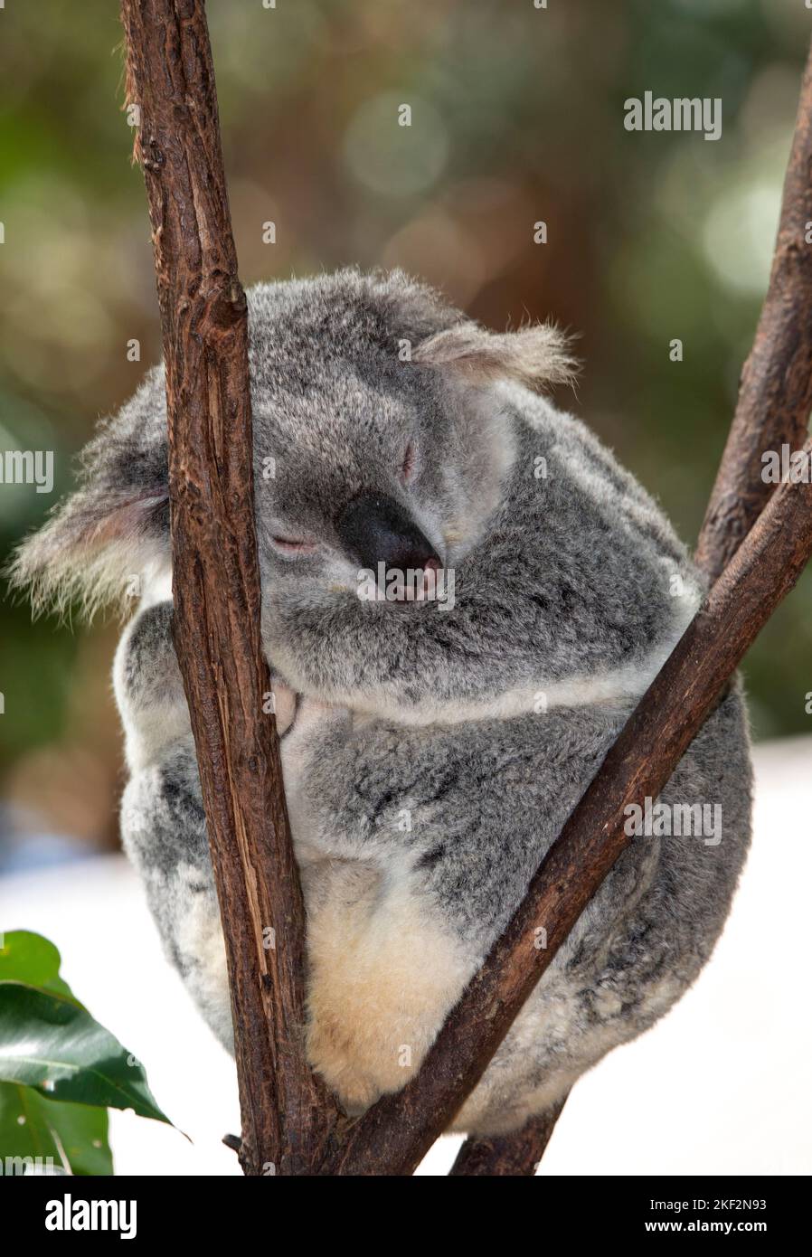 L'orso koala è unico in Australia e mangia solo foglie di alcuni alberi di eucalipto Foto Stock