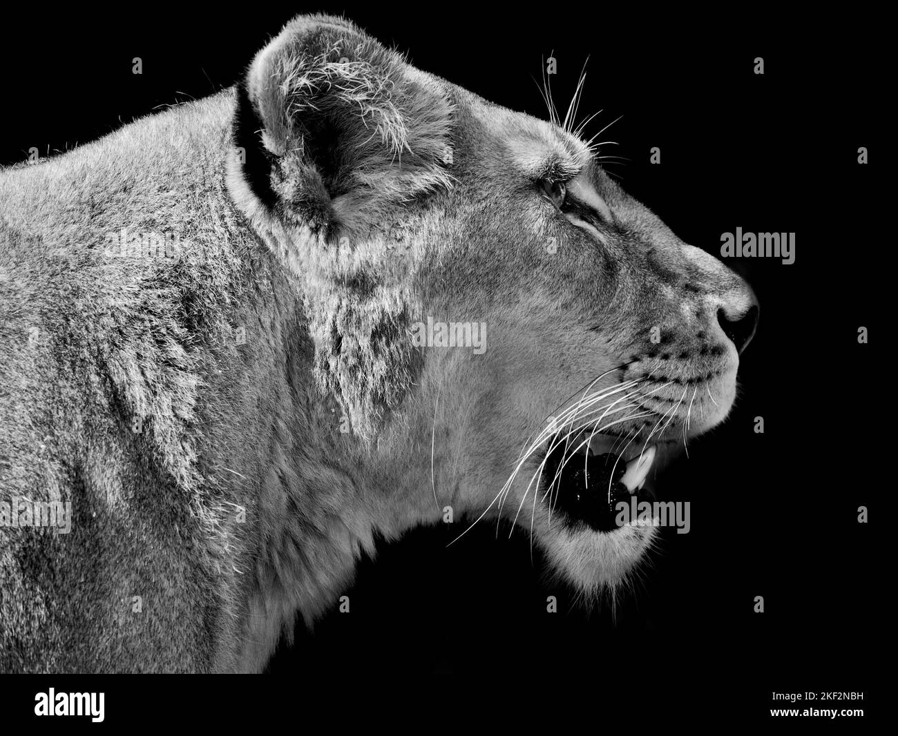 Il leone è un gatto ben muscoloso con corpo lungo, testa grande e gambe corte. Le dimensioni e l'aspetto variano considerevolmente tra i sessi. Foto Stock