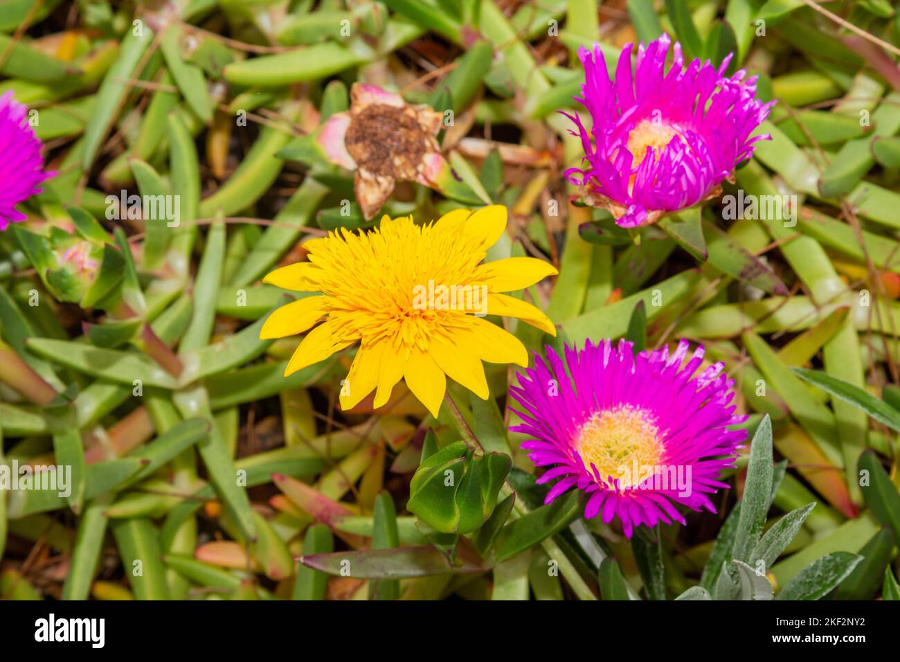 Carpobroto, comunemente noto come pigface, pianta di ghiaccio, fico acino, fico di Hottentot, e clawberry è un genere di piante macinate che presentano foglie succulente A. Foto Stock