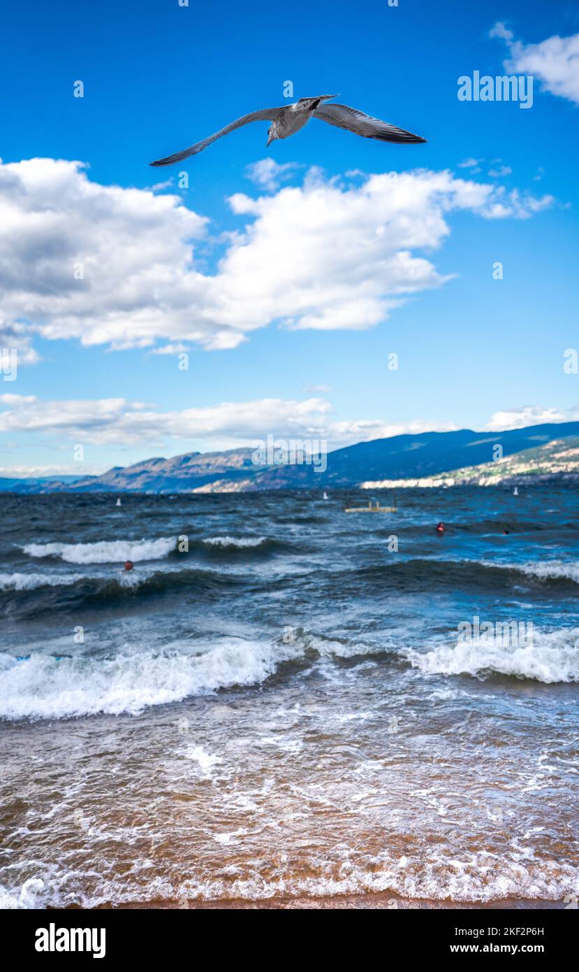 Onde tranquille con il gabbiano che vola nel cielo blu luminoso Foto Stock