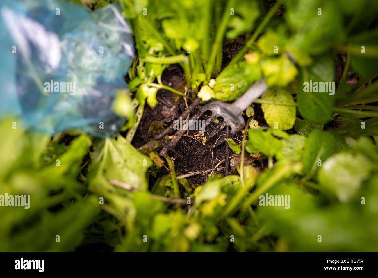 prelievo di un campione di terreno in un campo agricolo in asia in primavera Foto Stock