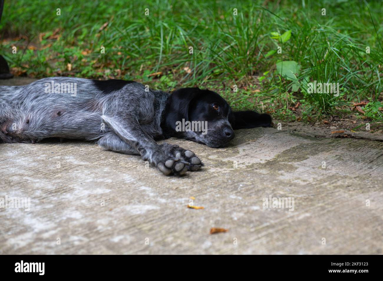 un cocker spaniel dorme sotto una panca Foto Stock