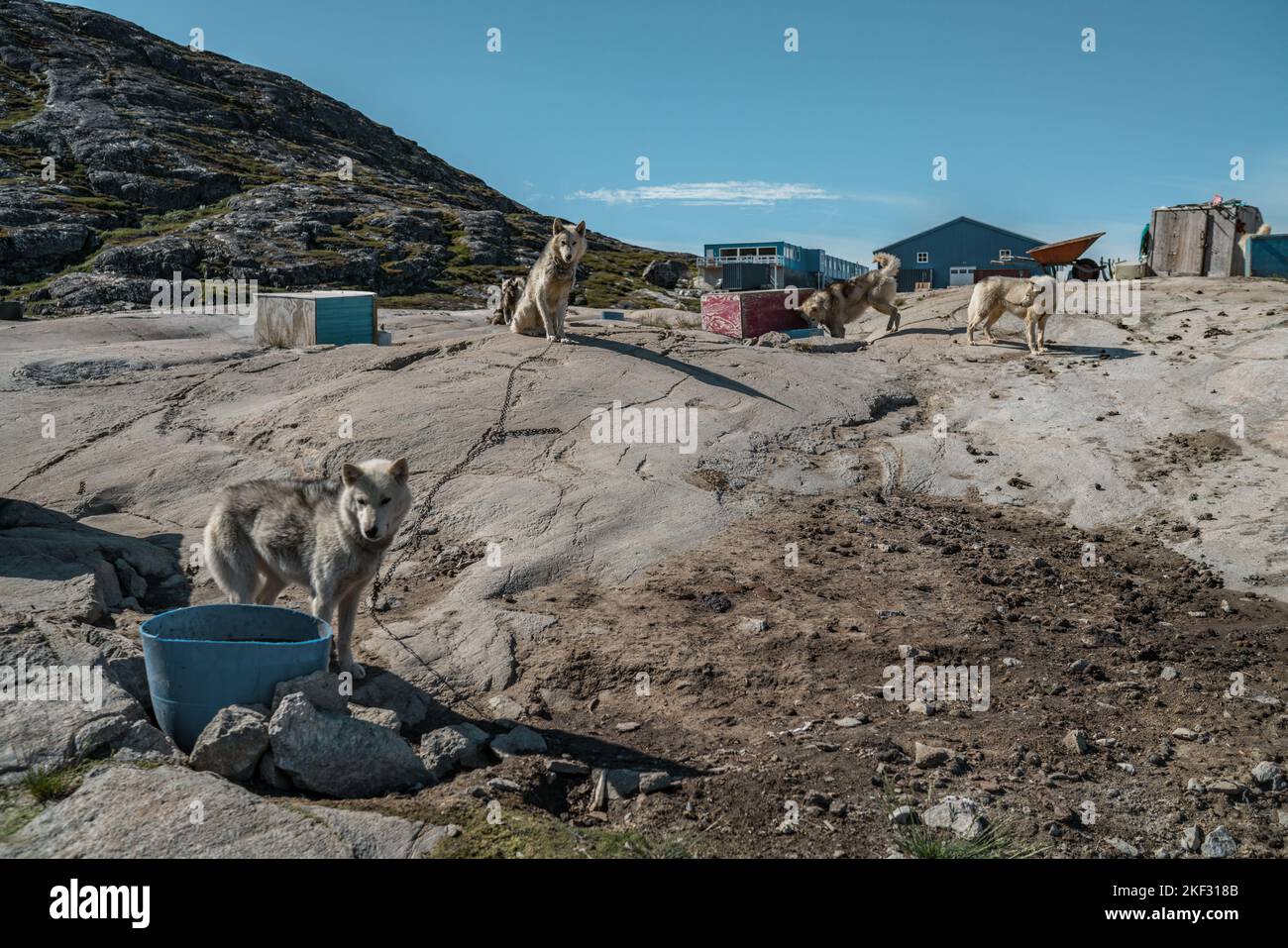 Groenlandia viaggio scena. Cani da slitta groenlandesi riposati da capannone durante l'estate inattivi prima dell'inverno. Molti pacchetti di documenti e cucci che girano in orizzontale Foto Stock