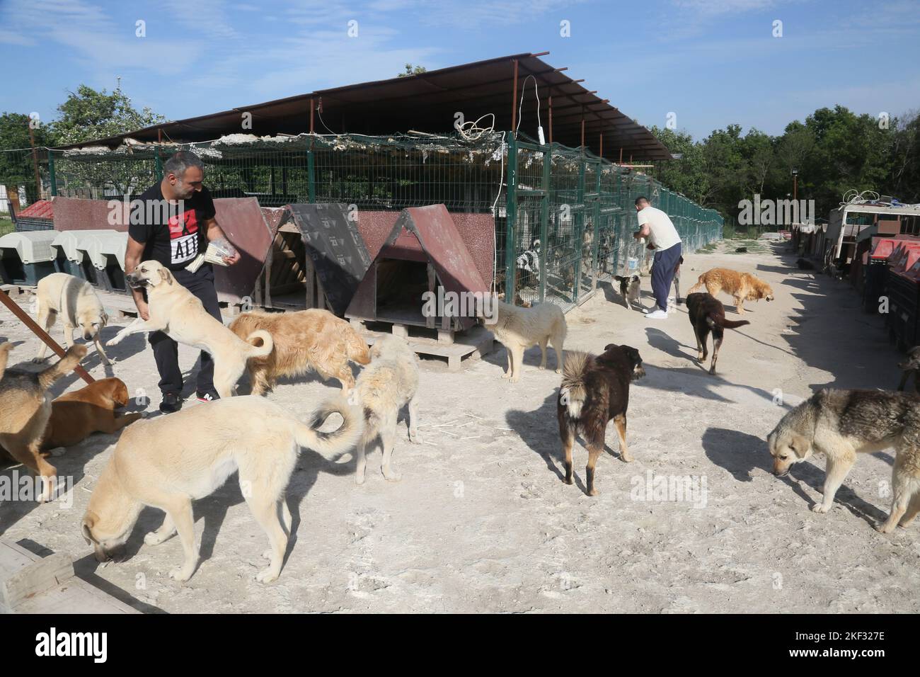 ISTANBUL, TURCHIA - 21 MAGGIO: Gli amanti degli animali nutrire i cani al rifugio animale il 21 maggio 2019 a Istanbul, Turchia. Foto Stock