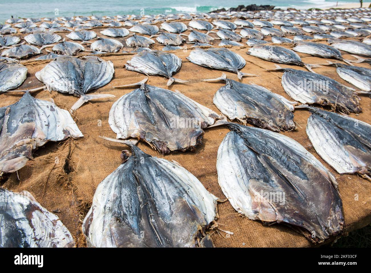 Sole che asciuga pesce, Sri Lanka meridionale Foto Stock