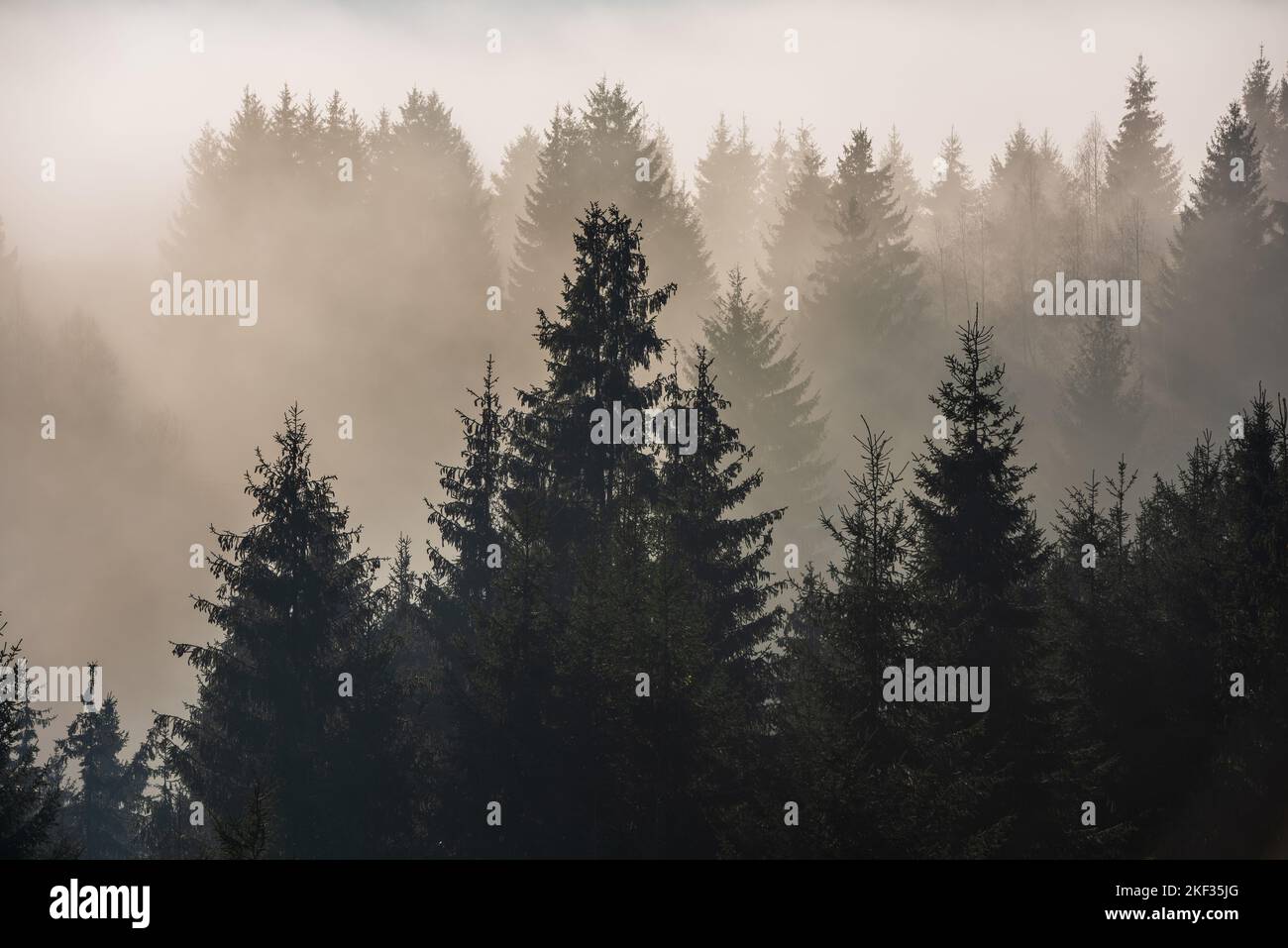 Nebbia divisa dai raggi del sole. Vista notturna sulla zona umida delle montagne. Foto Stock