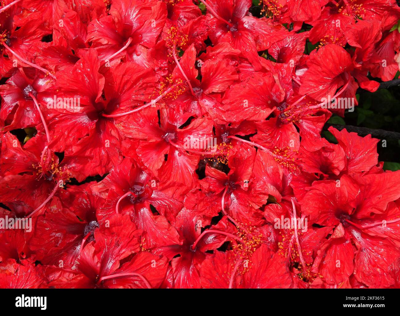 Fiori di ibisco rosso, Penang, Malesia Foto Stock