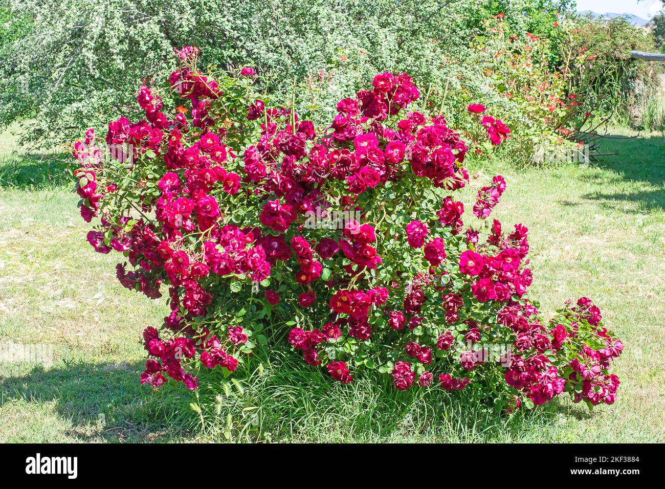 Un cespuglio di rose rosse profonde vecchio stile Foto Stock