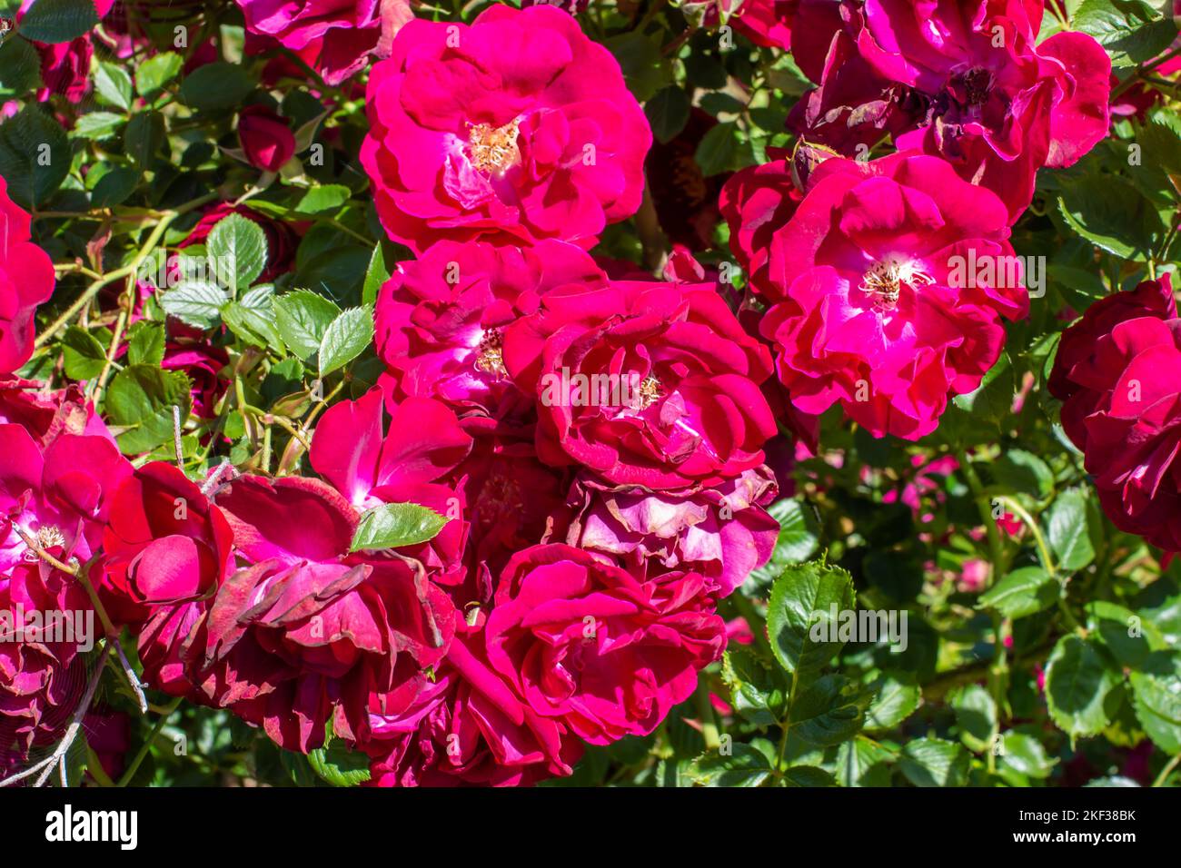 Un gruppo di rose in stile cremisi in piena fioritura Foto Stock