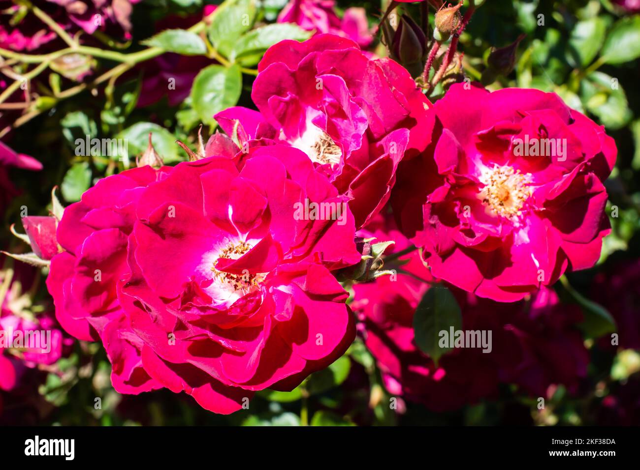 Primo piano di alcune rose cremisi vecchio stile. Foto Stock