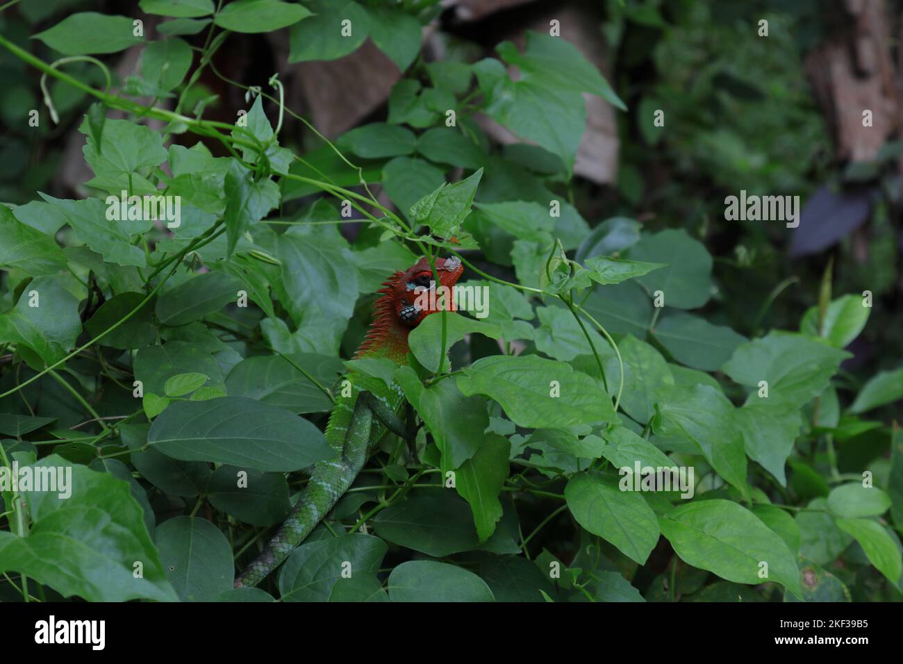 Una lucertola verde comune maschile foresta (Calotes Calotes) con la testa e la gola rosso brillante seduto in cima a un cespuglio selvatico coperto di viti selvatiche Foto Stock