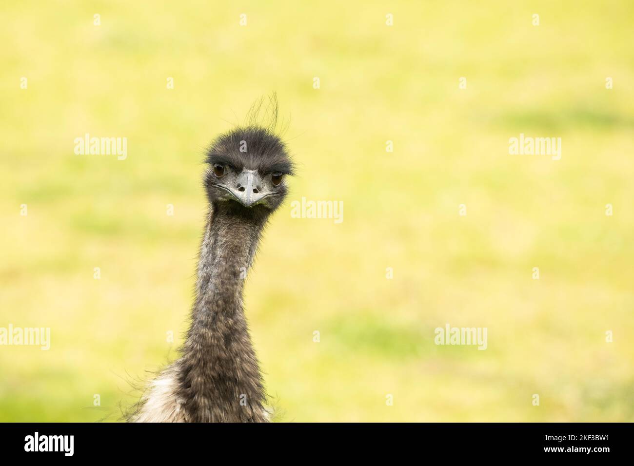 Emu prendendosi una pausa dalla colazione Karri Valley Resort Pemberton, Australia Occidentale Foto Stock