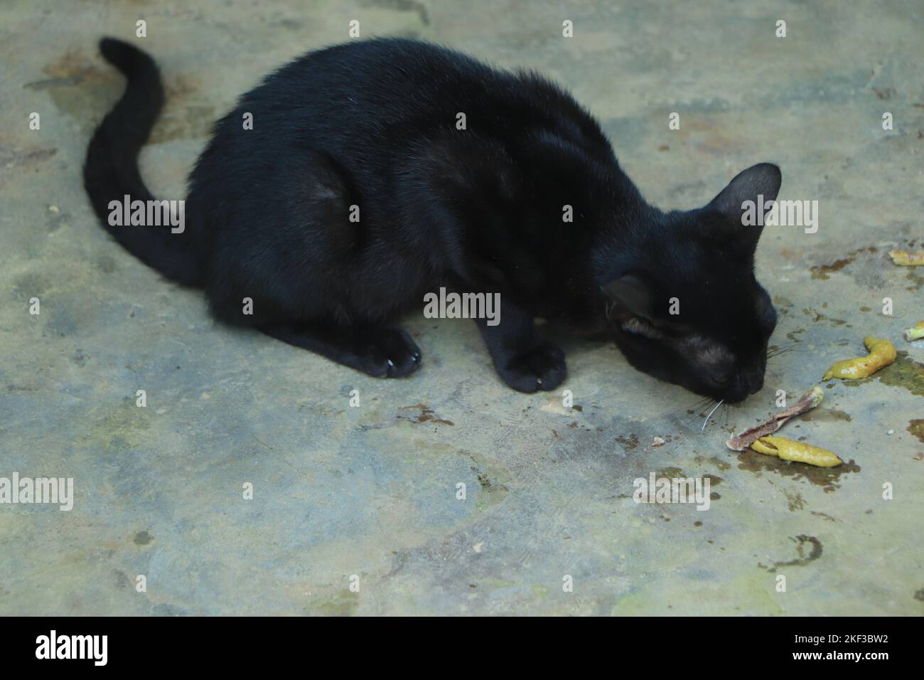 Bel gatto nero seduto a terra Foto Stock