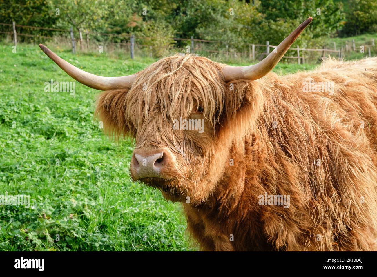 Francia, Quincie en Beaujolais, 2022-10-31. Una mucca di altopiano in un prato. Foto Stock