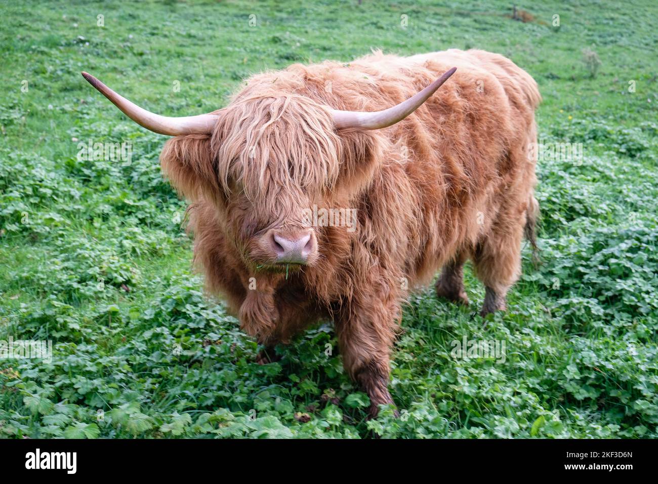 Francia, Quincie en Beaujolais, 2022-10-31. Una mucca di altopiano in un prato. Foto Stock