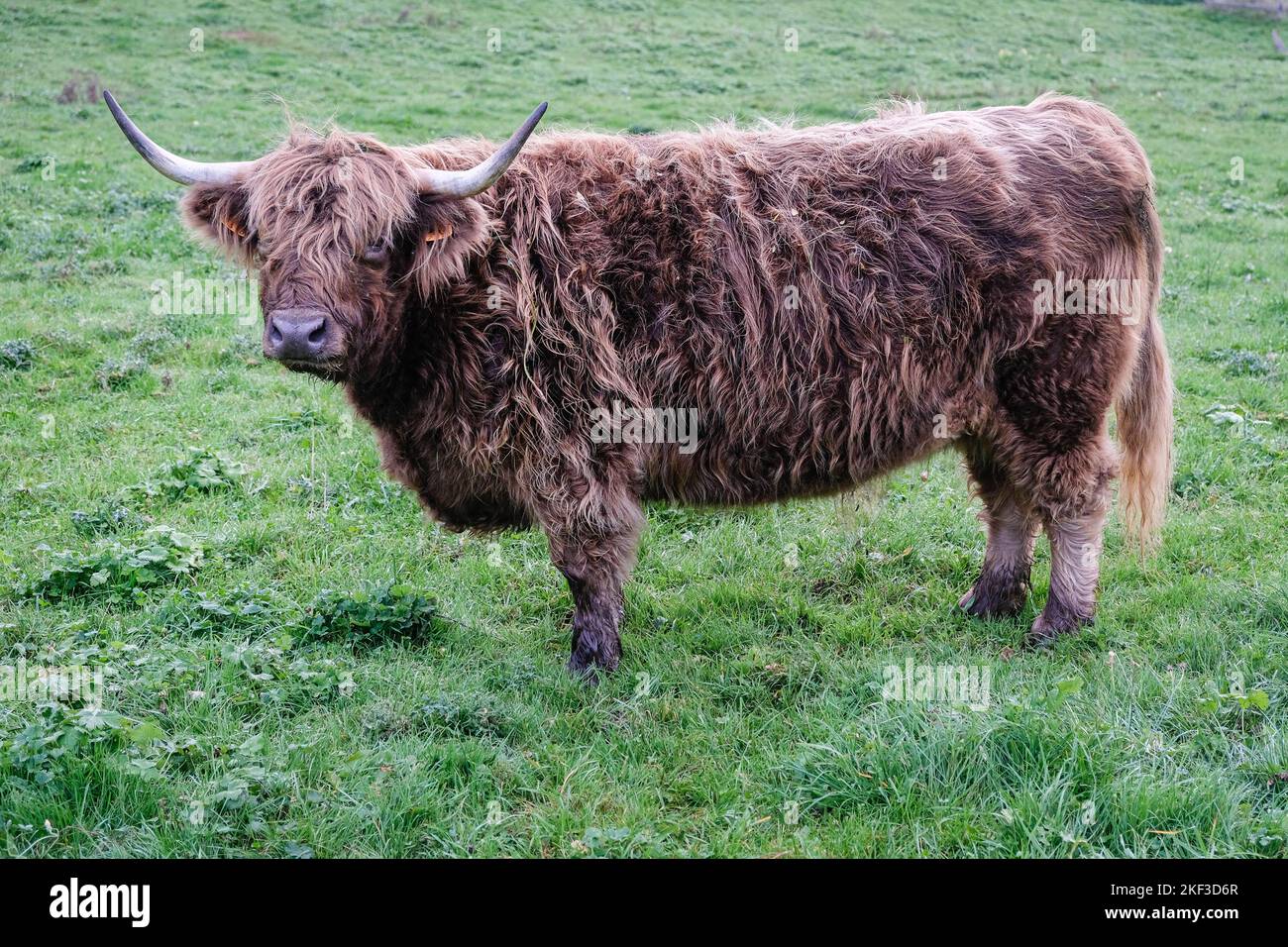Francia, Quincie en Beaujolais, 2022-10-31. Una mucca di altopiano in un prato. Foto Stock