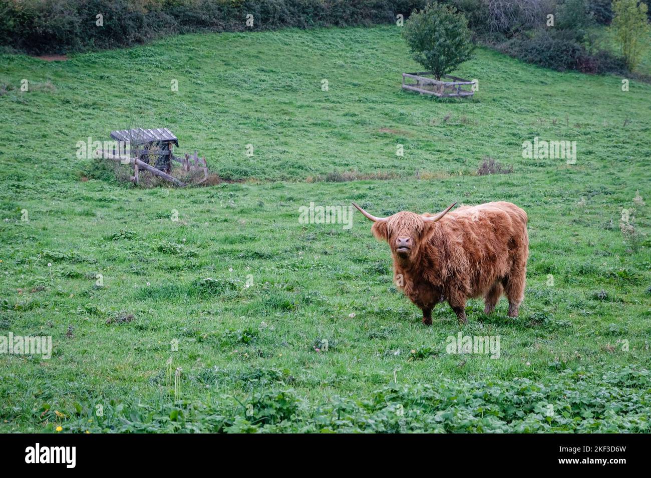 Francia, Quincie en Beaujolais, 2022-10-31. Una mucca di altopiano in un prato. Foto Stock