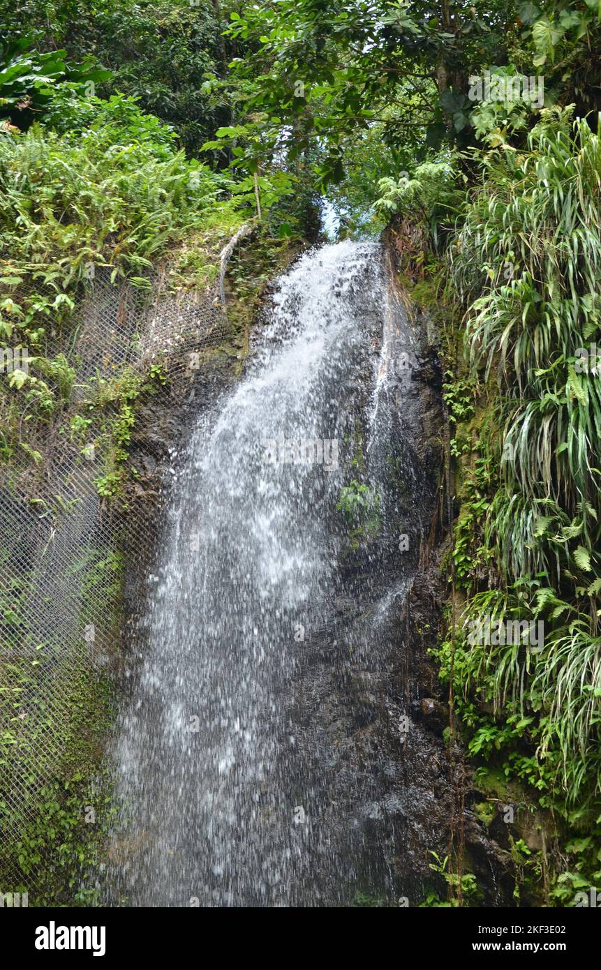 CARIBIC cascata tropicale con fiori fondo foresta pluviale Foto Stock