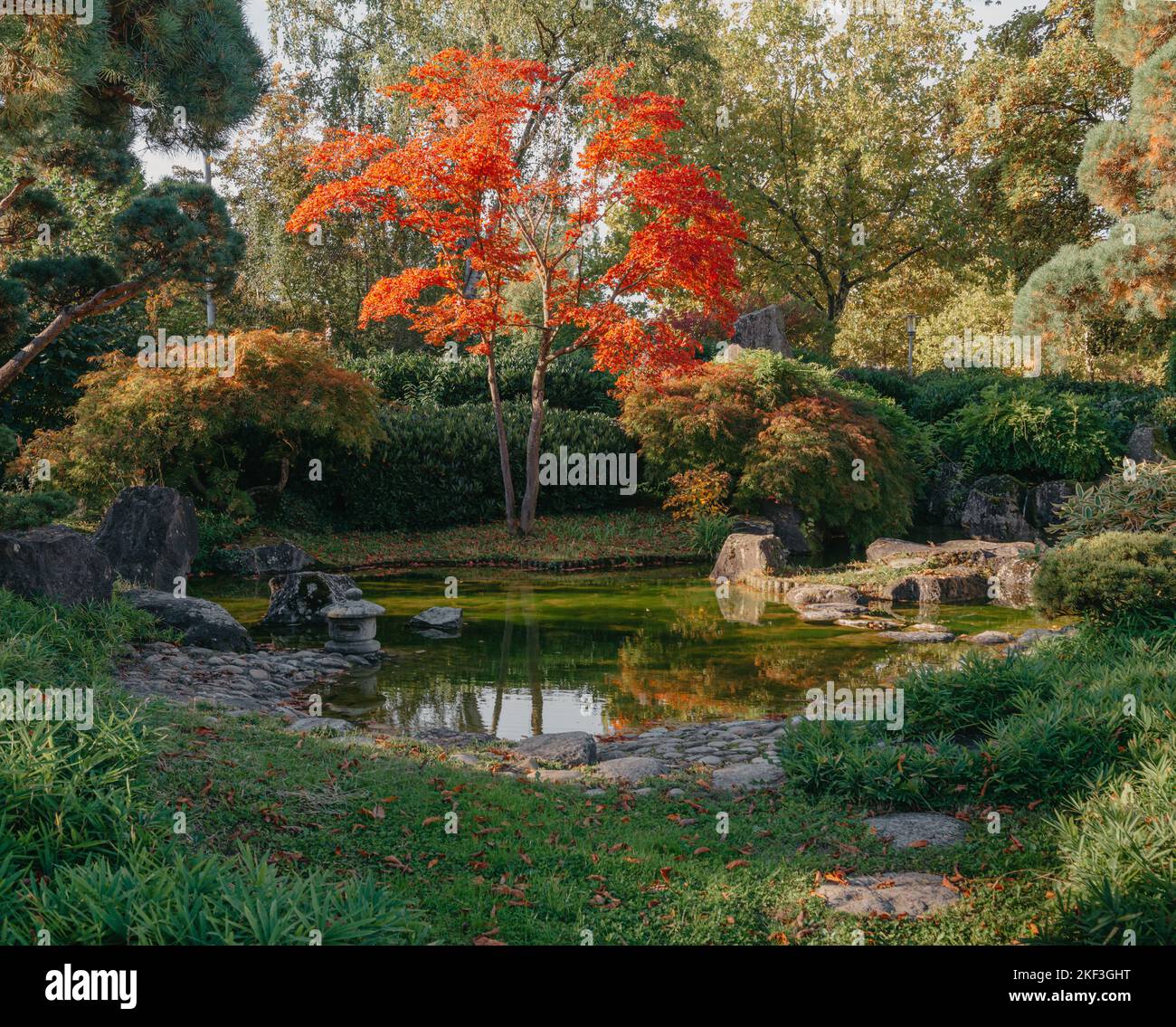 Bellissimo giardino giapponese e alberi rossi al sesone autunnale. Una raffica di colore autunnale con riflessi stagno. Foto Stock