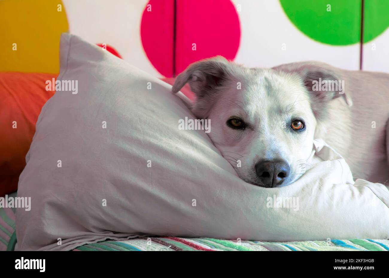 Grande cane bianco che riposa su un cuscino e guarda la macchina fotografica Foto Stock