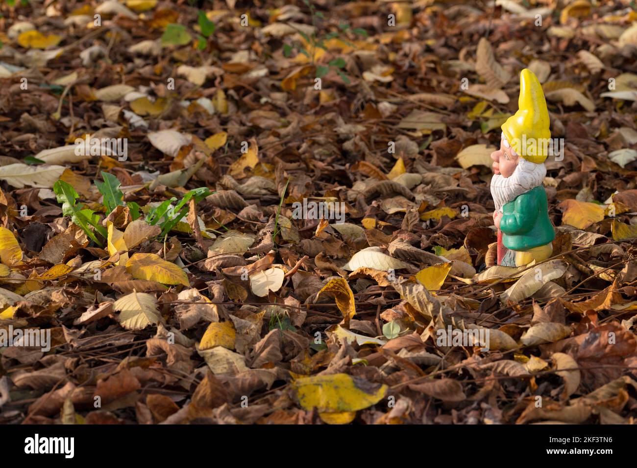 GNOME con cappello giallo a punta nella foresta autunnale. Foto Stock
