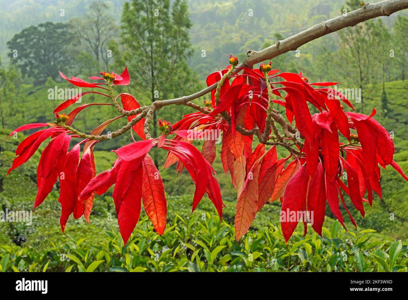 Pianta di poinsettia, Fiore di Natale, Euphorbia pulcherrima, Munnar, Kerala, India Foto Stock