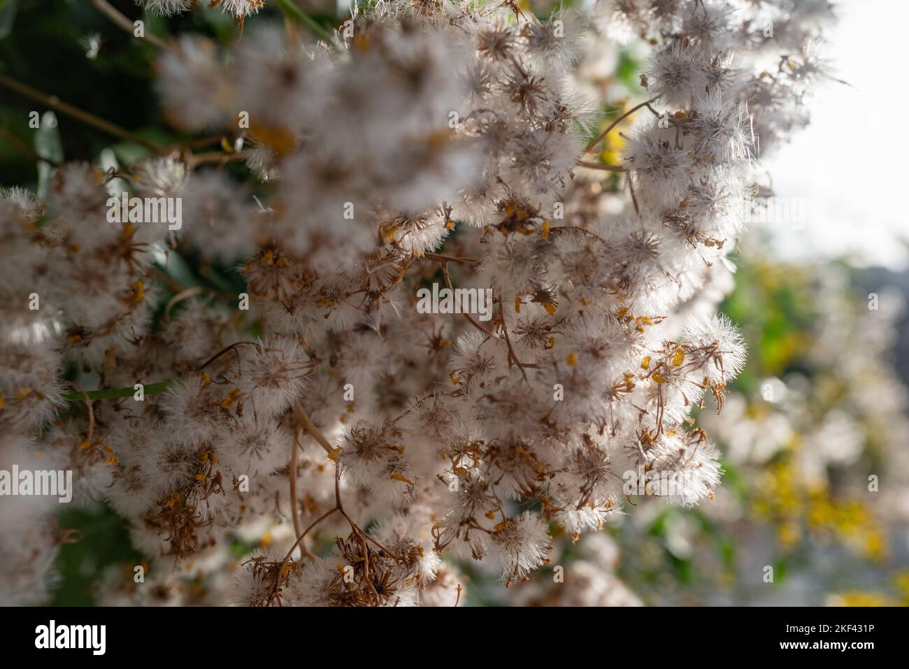 Piccolo capo ivy landelione bianco landelione-come semi closeup contro il sole Foto Stock