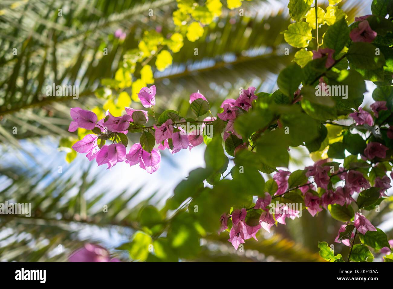 Foglie tropicali e fiori sfondo contro il cielo blu in una giornata di sole Foto Stock
