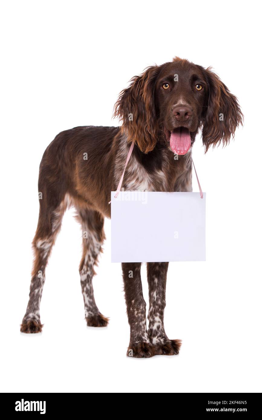 Piccolo cane munsterlander isolato su sfondo bianco Foto Stock