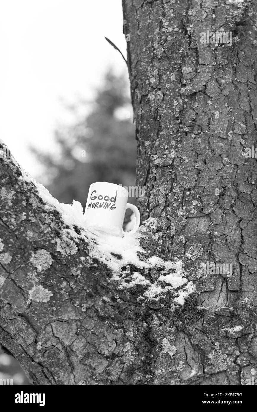 Bere sul fusto dell'albero. Tazza di tè o caffè Foto Stock