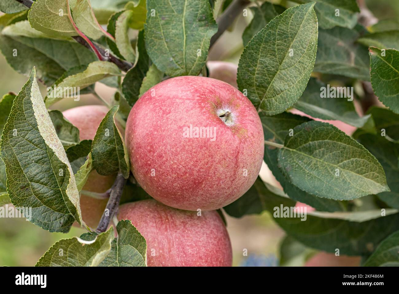 Apfel (Malus domestica 'Rheinischer Bohnapfel') Foto Stock