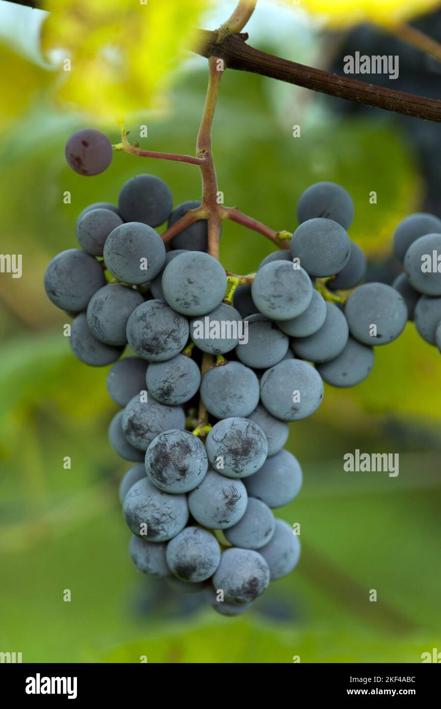 Rote Weintrauben, (Vitis vinifera), Foto Stock