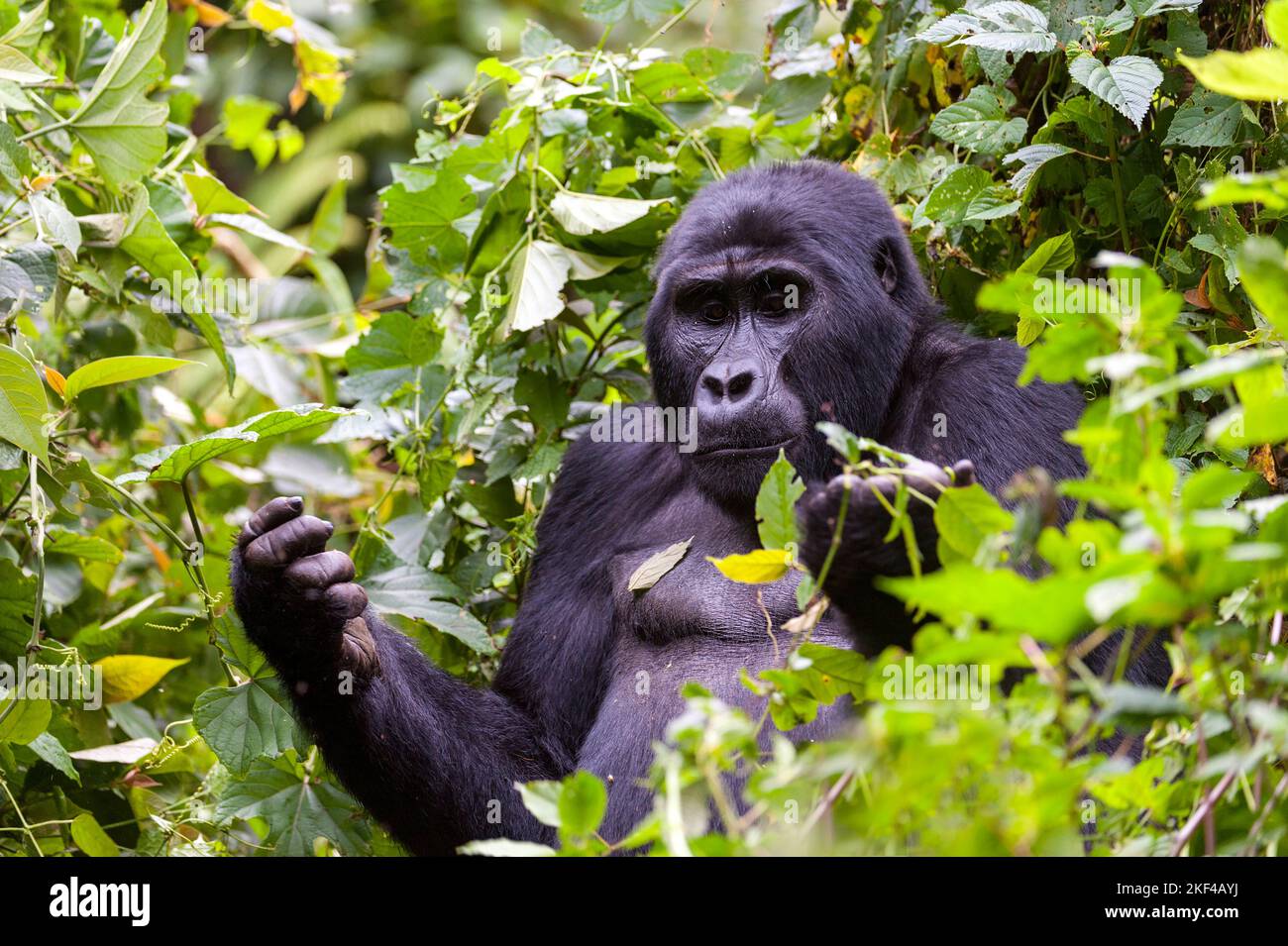 Montagna Gorilla (Gorilla berengei berengei) dal Parco Nazionale di Bwindi impenetrabile, Uganda. Foto Stock