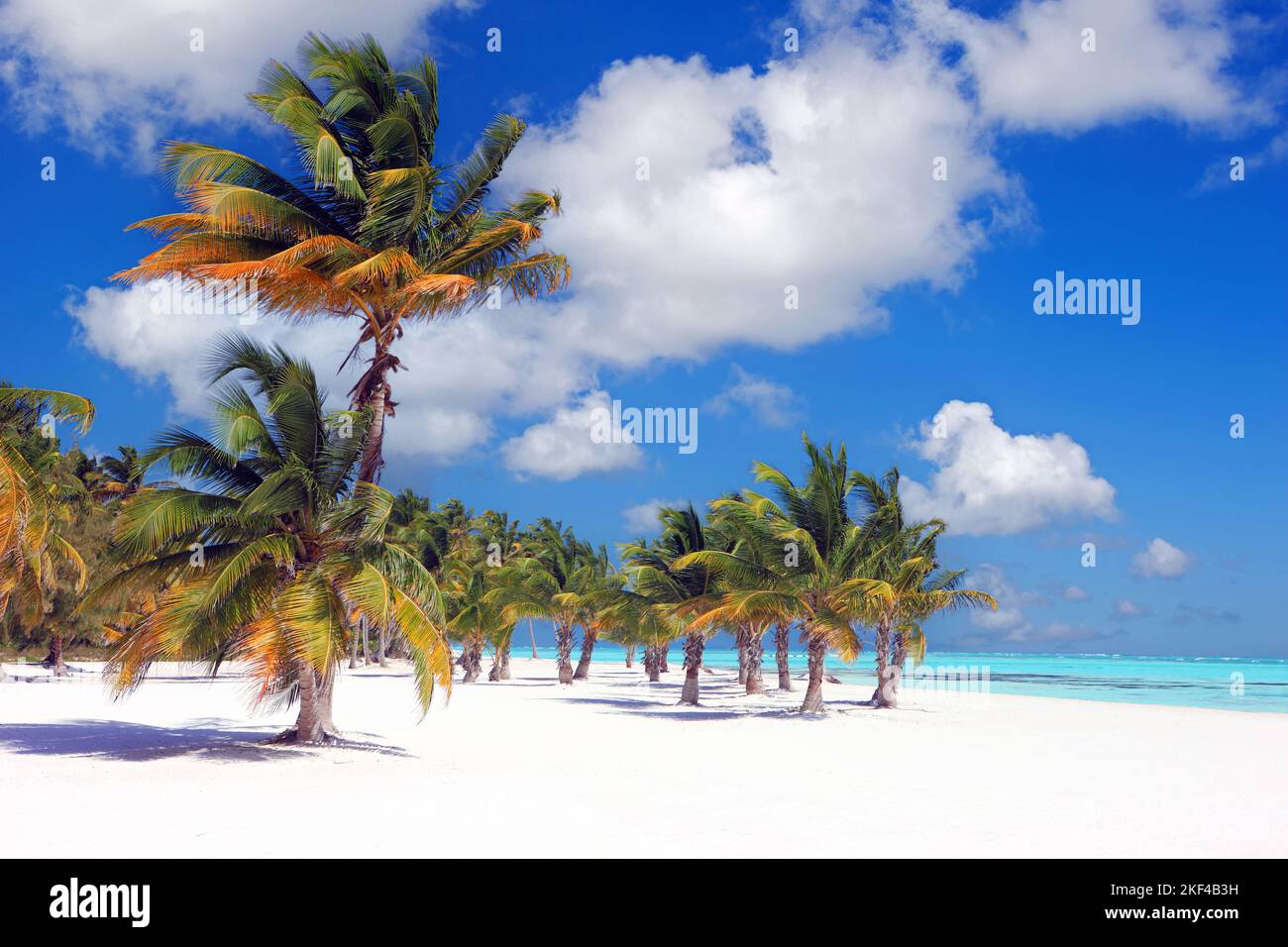 Kokospalmen am Sandstrand bei Punta Cana, Dominikanische Republik, Karibik - palma di cocco alla spiaggia vicino Punta Cana, Repubblica Dominicana, Caraibi Foto Stock