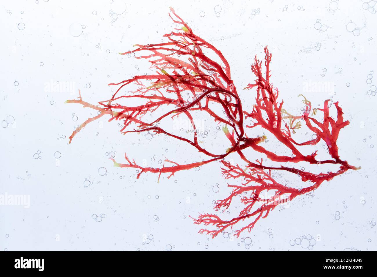 Branca di alghe rosse e bolle d'aria nell'acqua. Foto Stock