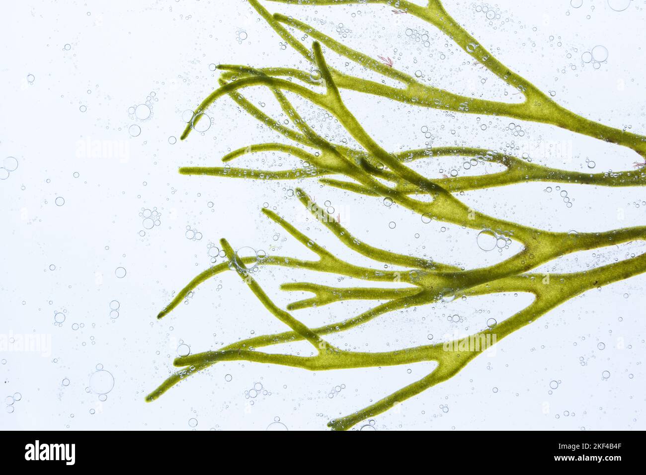 Codium tomentosum o corno di velluto o ramificazione di alghe verdi spugnose e bolle d'aria nell'acqua. Foto Stock