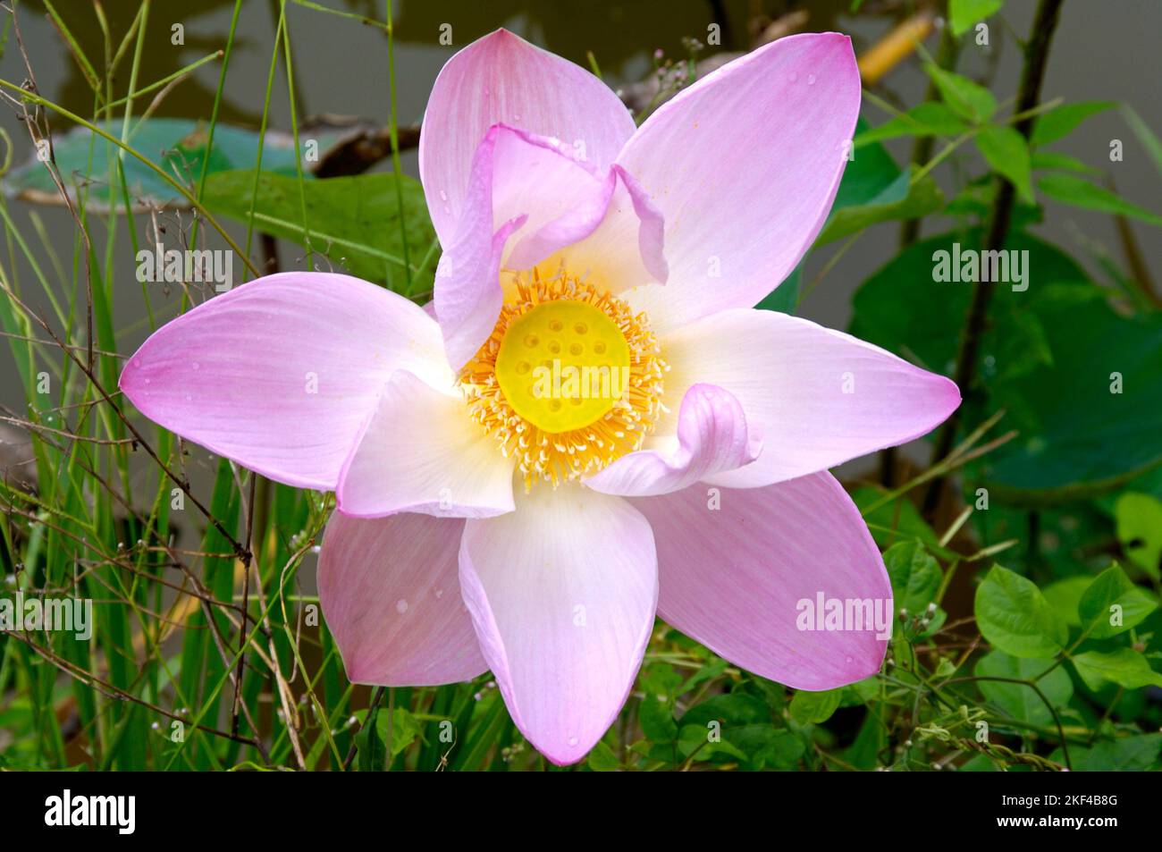 Lotusblumen, Lotusblume, Blüte, (Nelumbo nucifera), ) Foto Stock